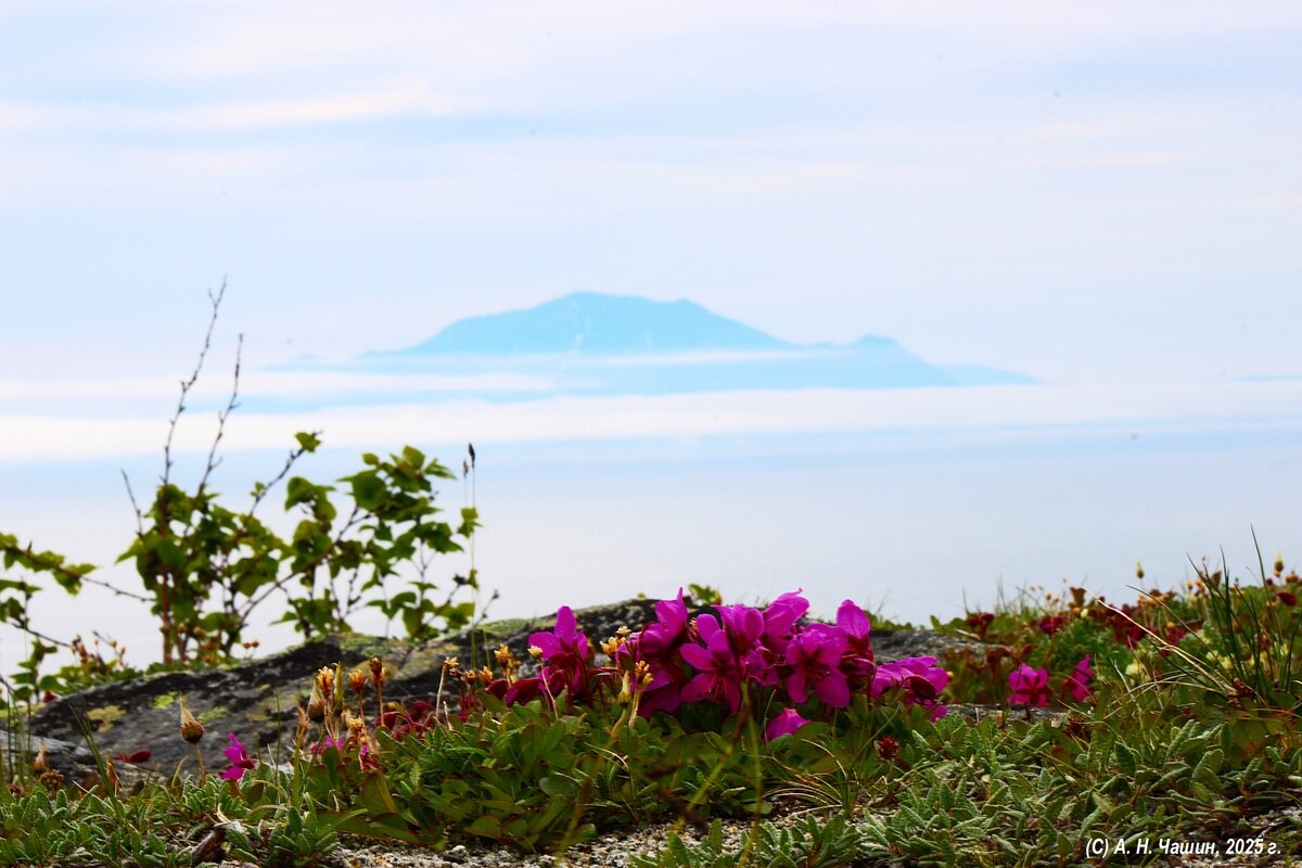 Пейзаж с цветами - Александр Чашин
