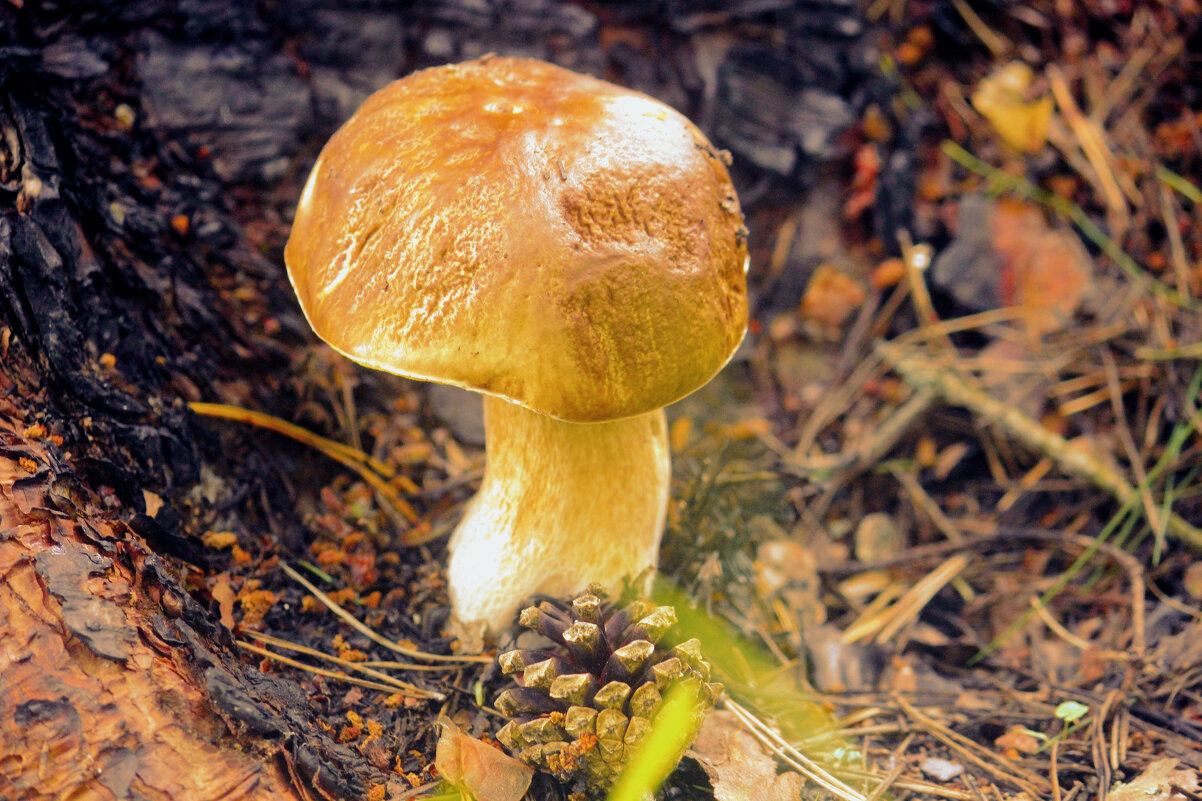 Дары леса - Сергей Кочнев