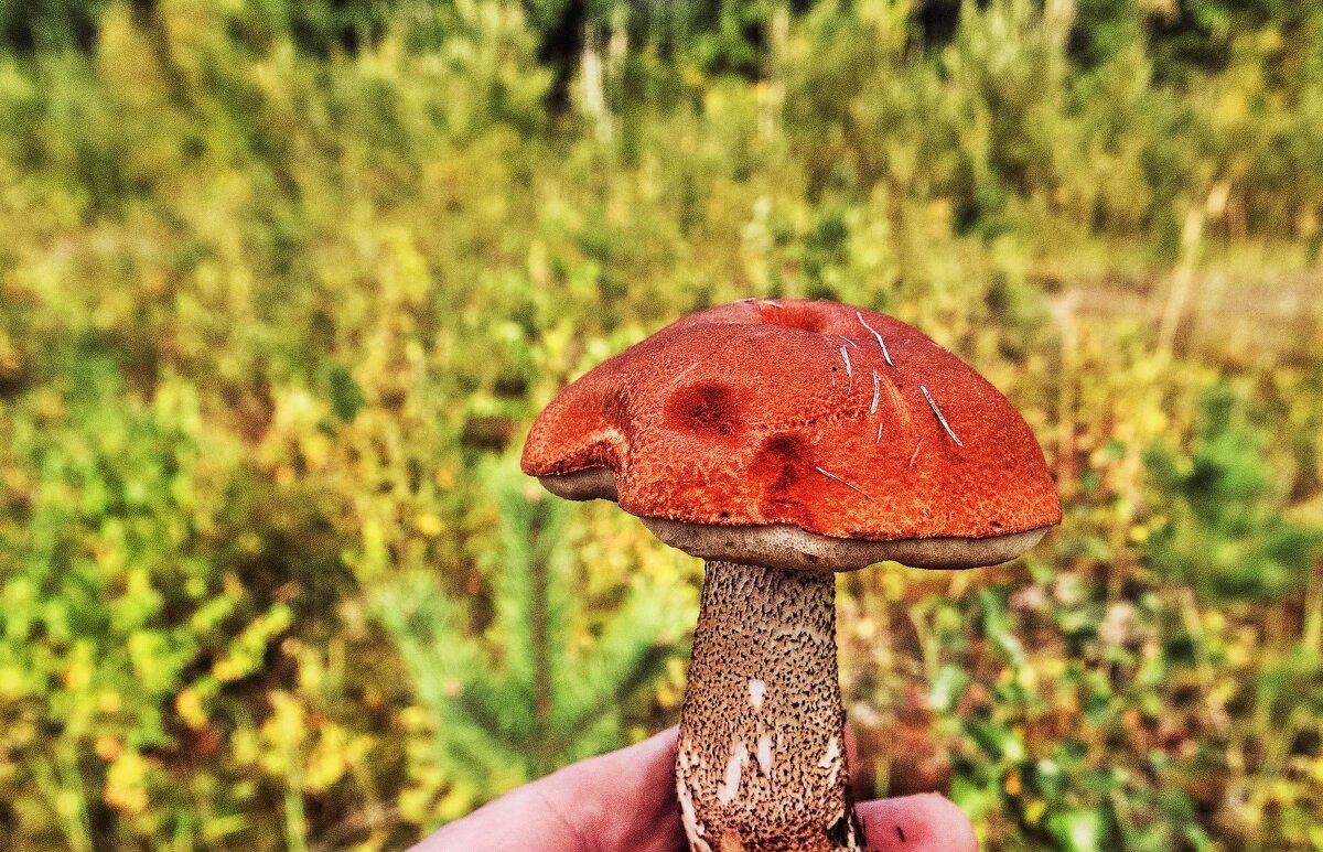 Август....Маленький, но удаленький! - Владимир Август....Маленький, но удаленький! - Владимир