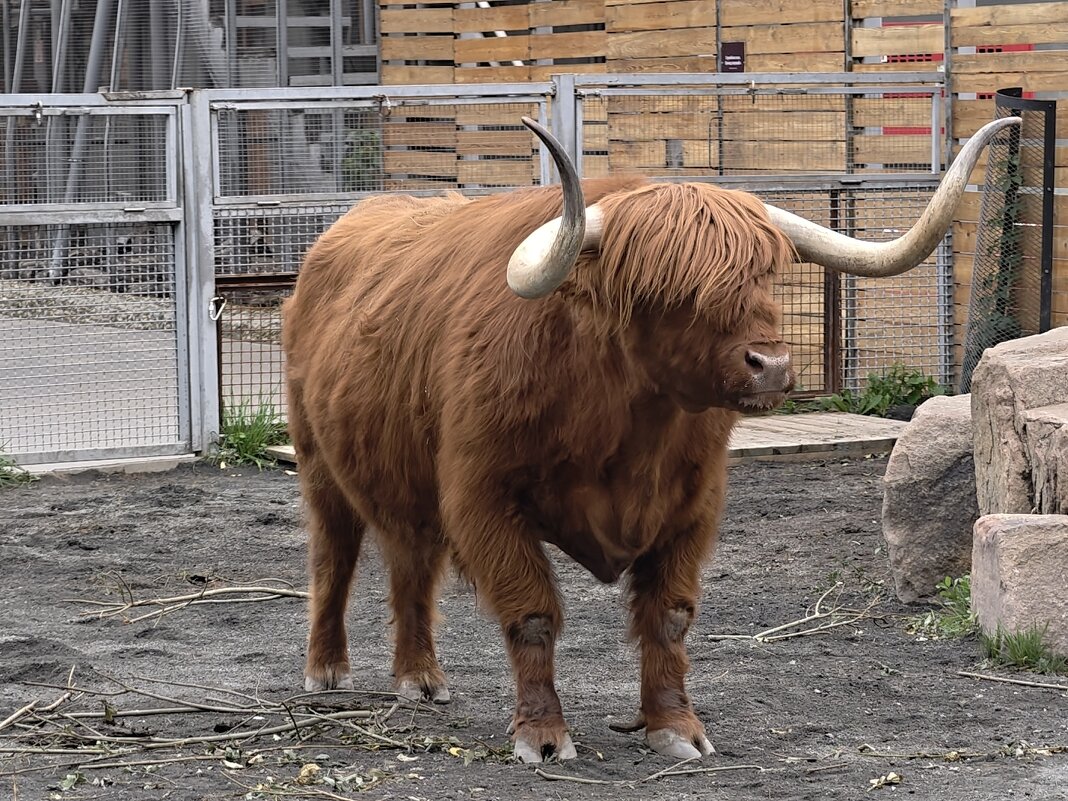 Бычок Гаврюша - <<< Наташа >>>