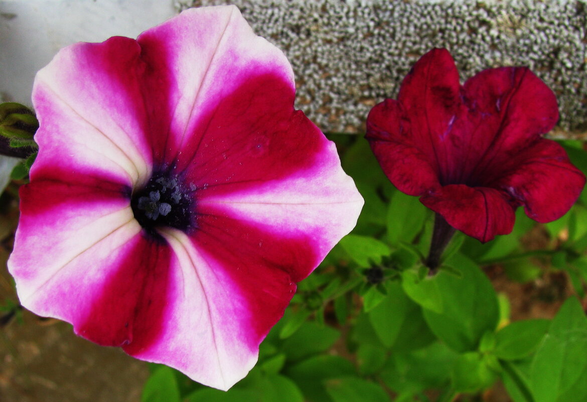 Такие разные петунии - Людмила Смородинская