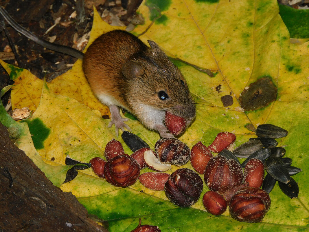 Полевая мышь - Лина 