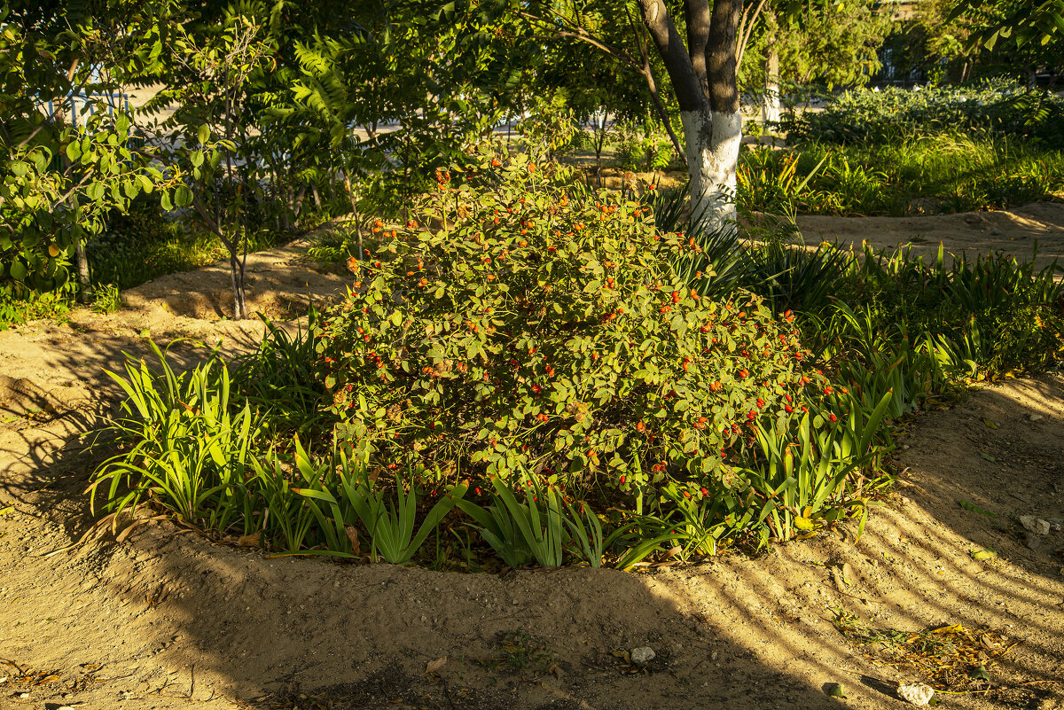 Шиповник - Анатолий Чикчирный