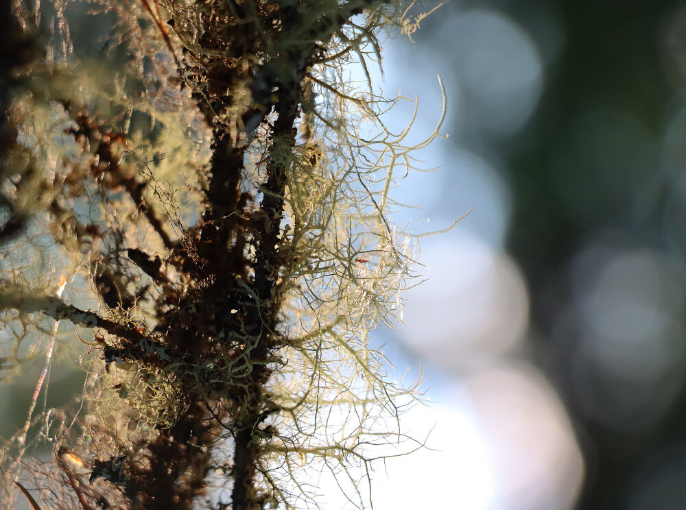 Таёжный этюд... - Галина Ильясова
