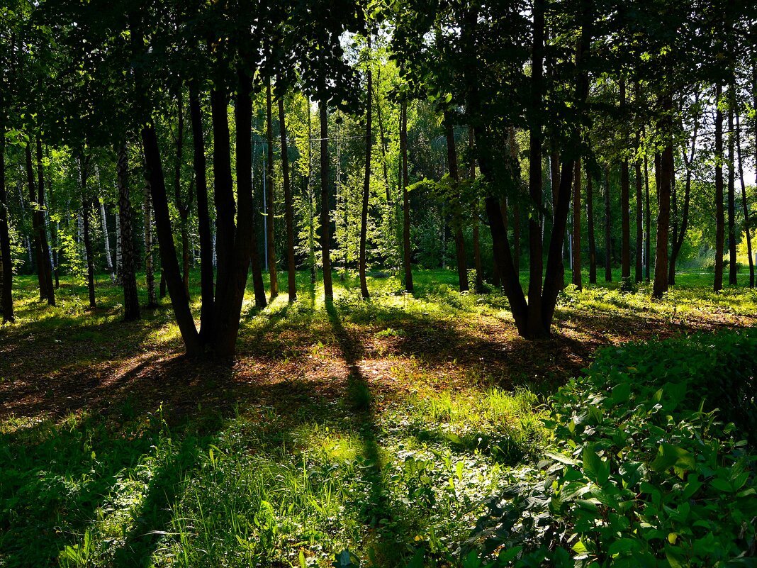 Чебоксары. Парк этно-комплекса "Амазония". - Пётр Чернега Чебоксары. Парк этно-комплекса "Амазония". - Пётр Чернега
