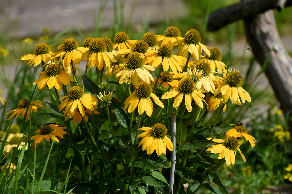 Лето в Ботаническом... Август. - Наташа ***** Лето в Ботаническом... Август. - Наташа *****