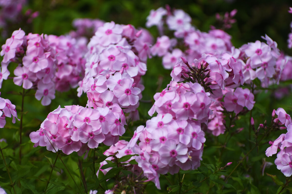 Лето в Ботаническом... Август. - Наташа ***** Лето в Ботаническом... Август. - Наташа *****