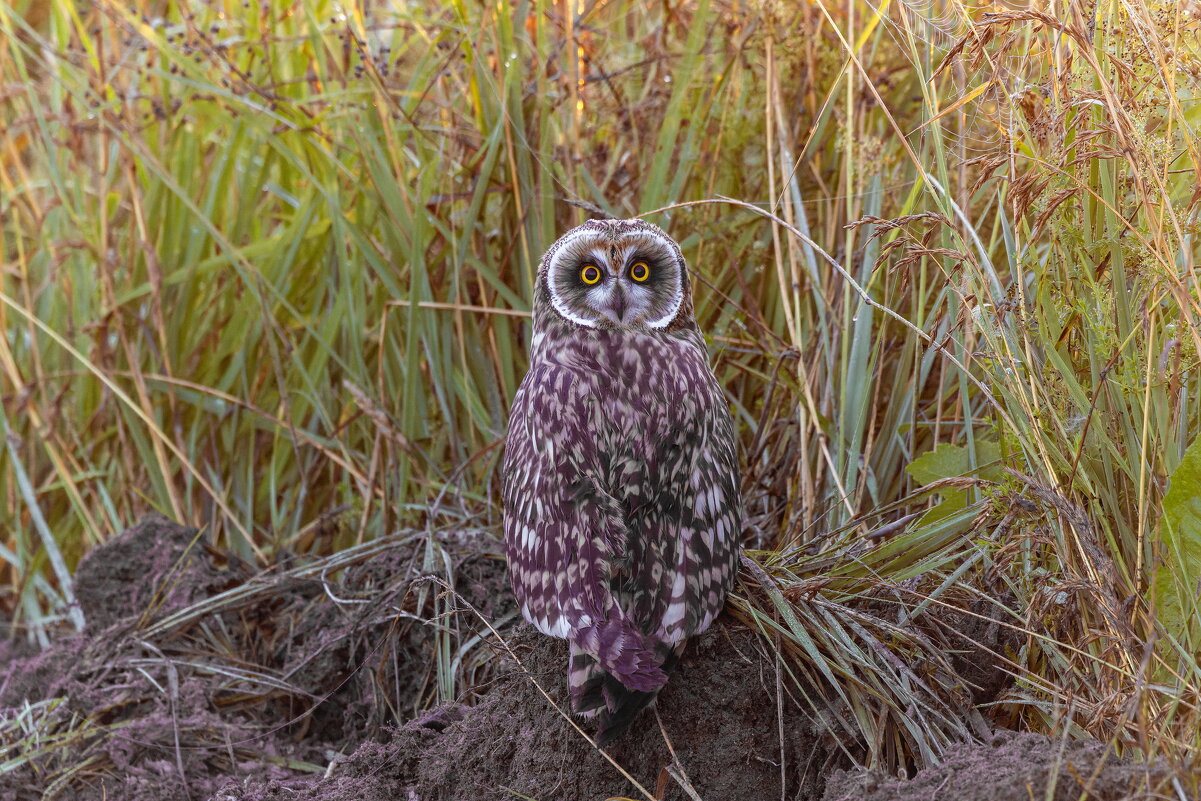птенец болотной совы - юрий макаров