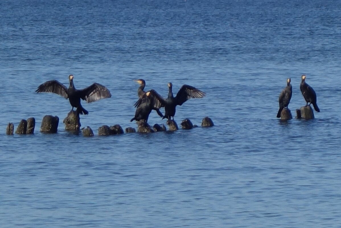 Бакланы на море - Рита Симонова