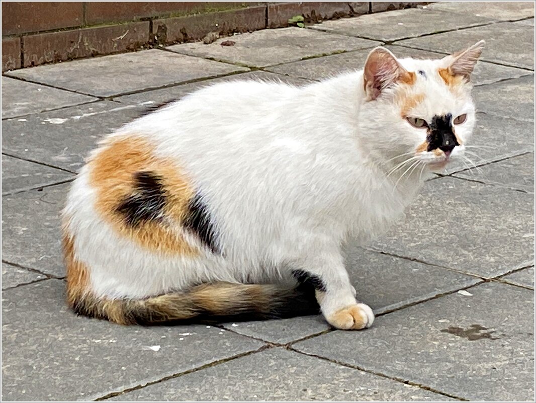 В городе котов и кошек. - Валерия Комова