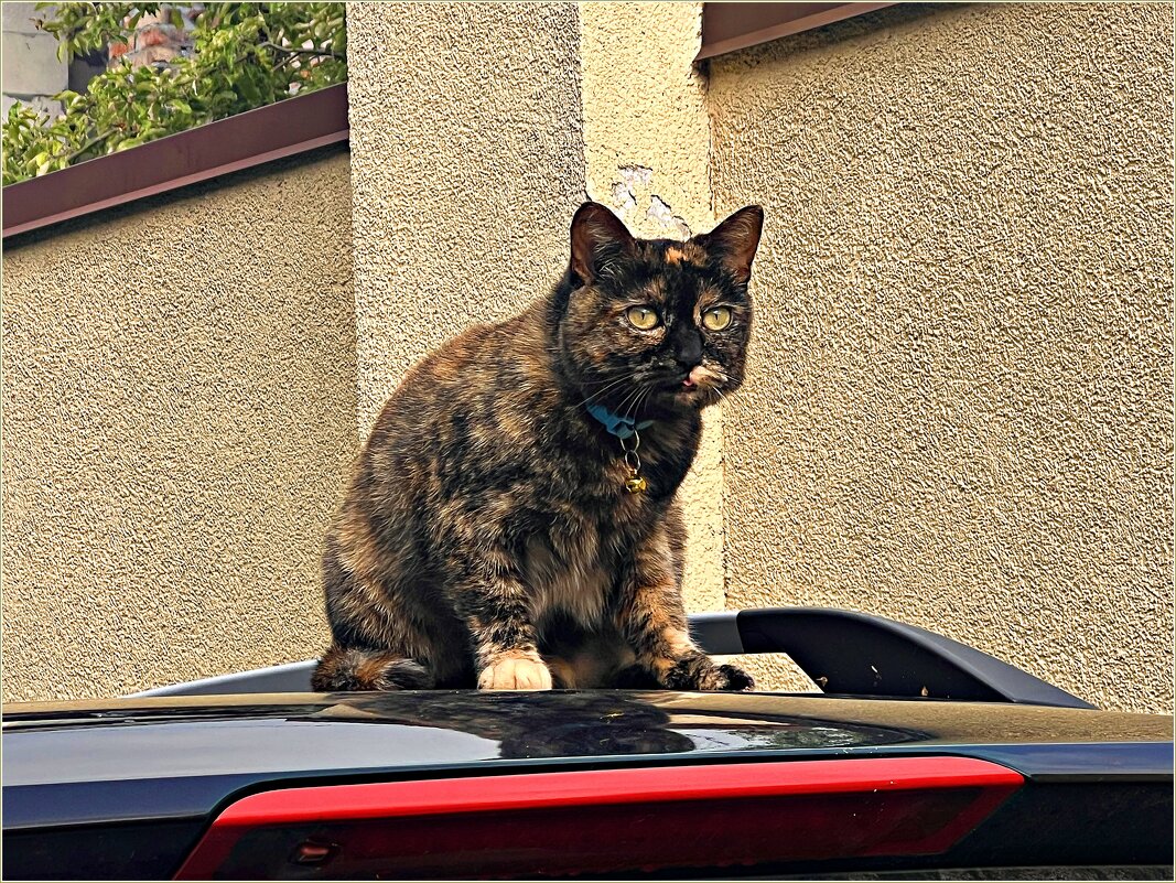 В городе котов и кошек. - Валерия Комова