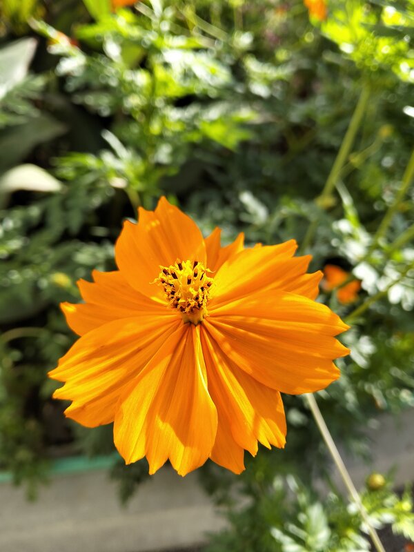 Космея серно-жёлтая - Giant Tao /