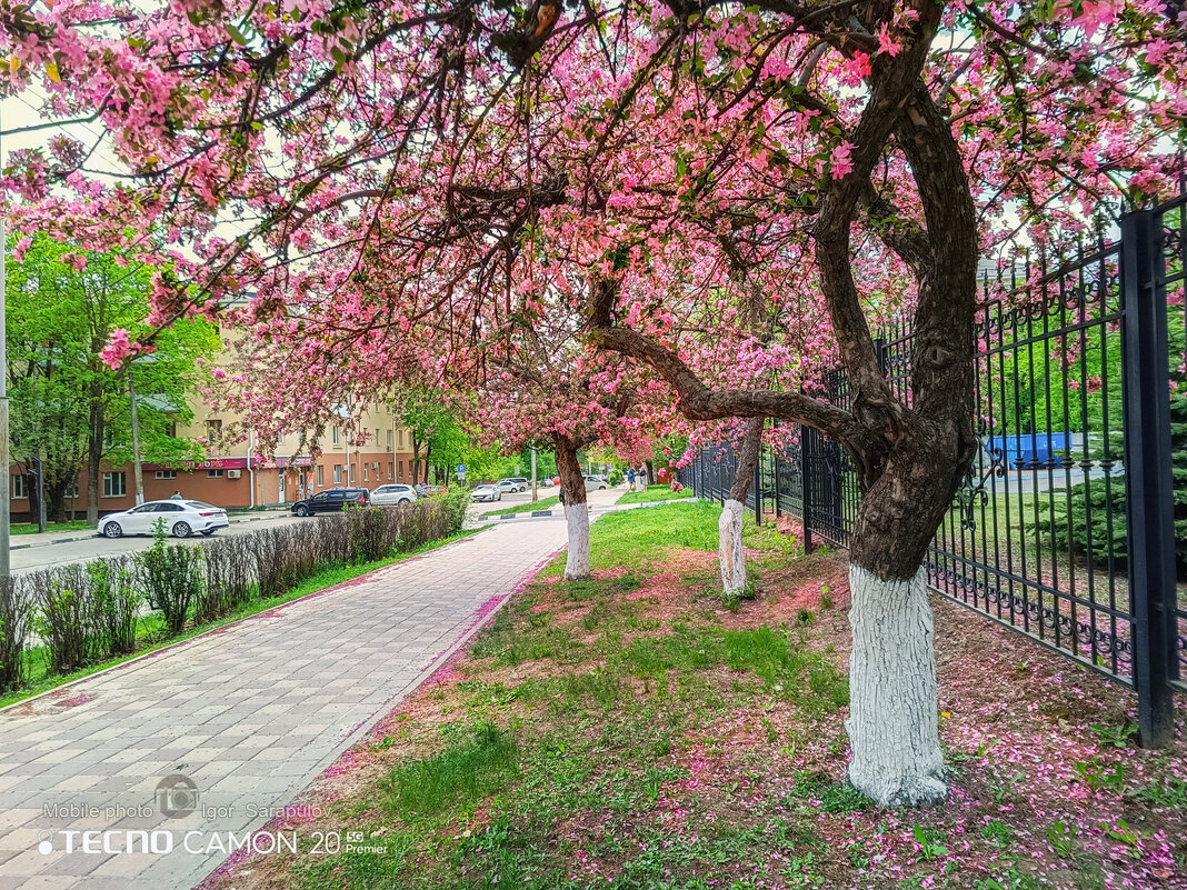 Цвет весны - Игорь Сарапулов