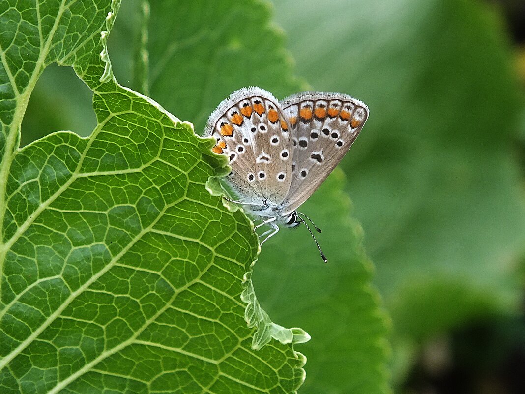 *** - Зоя Мишина