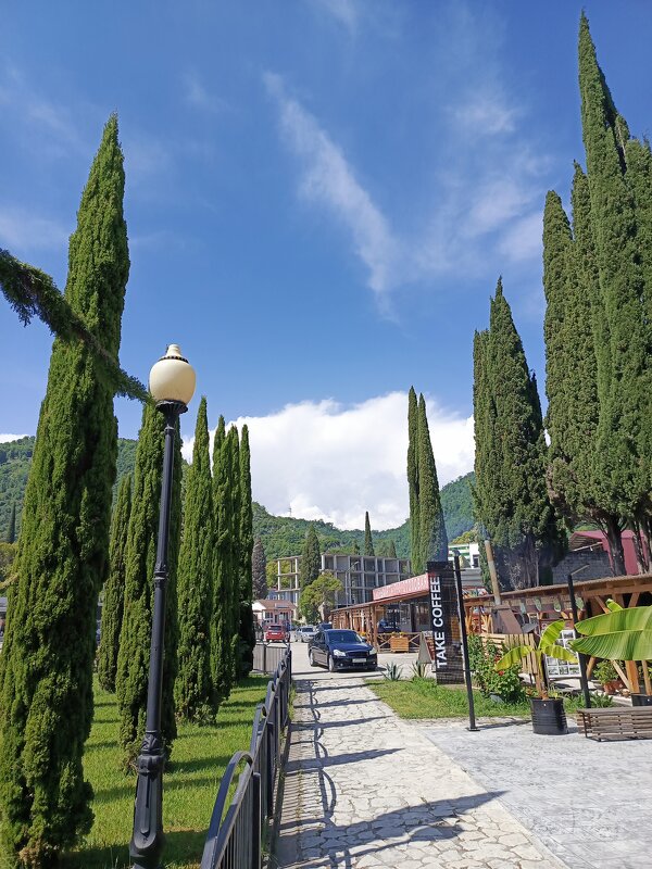 Кипарисы - Татьяна Пальчикова