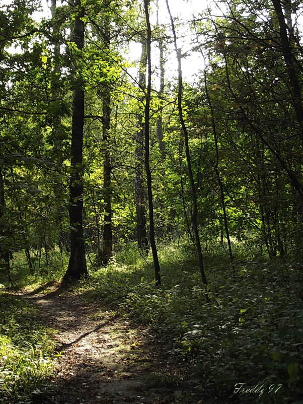Прогулка в лесу... - Freddy 97