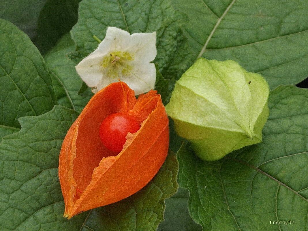 3 стадии физалиса - Freddy 97