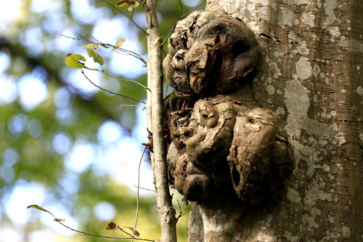 Лесовичек  призывает -берегите лес ! - Валерий 
