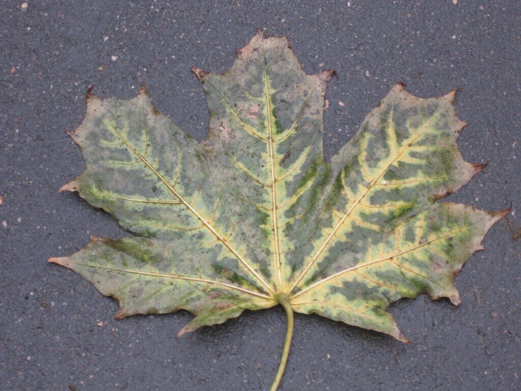 Кленовый листочек - Дмитрий Никитин