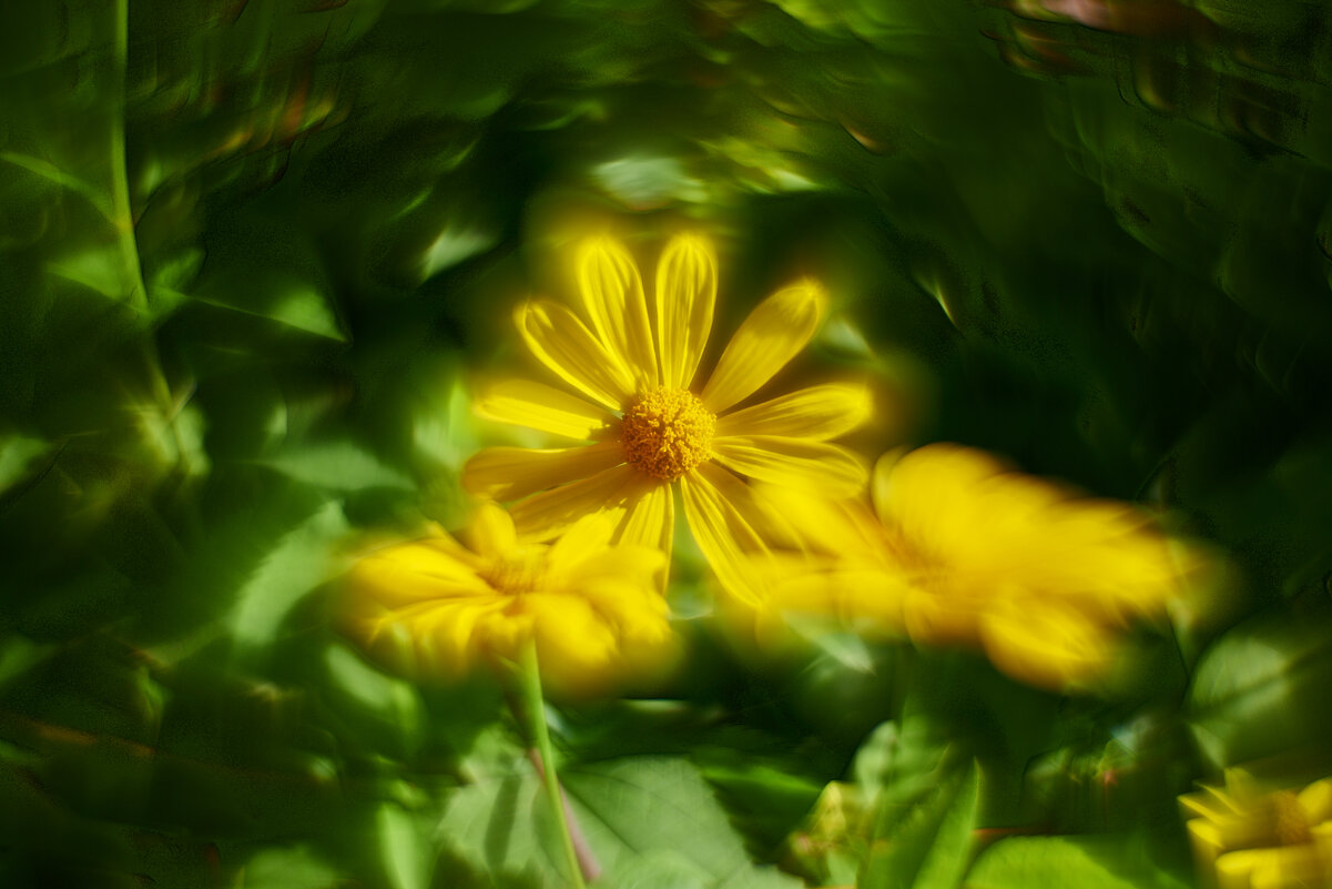 Тифония Разнолистная - Александр Леонов