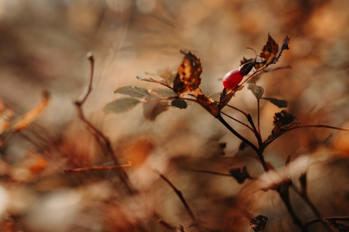 Шиповник обыкновенный. - Вячеслав Владимирович