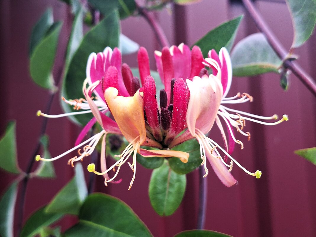 Цветок - Наталья 