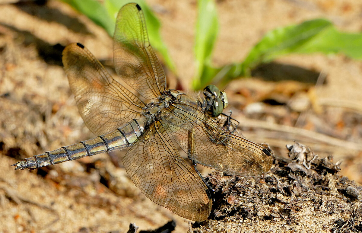 Природа конца лета 12 - Александр Прокудин