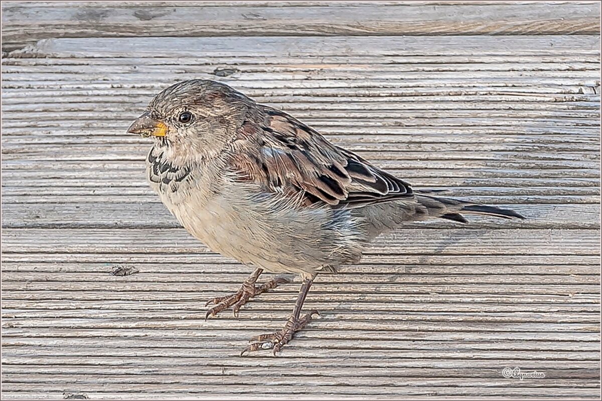 Просто уходило лето... - Aquarius - Сергей Просто уходило лето... - Aquarius - Сергей