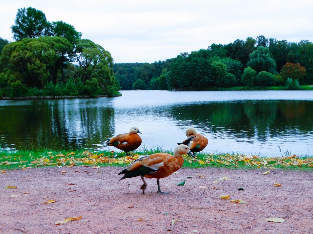 Дневной моцион в парке - svk *