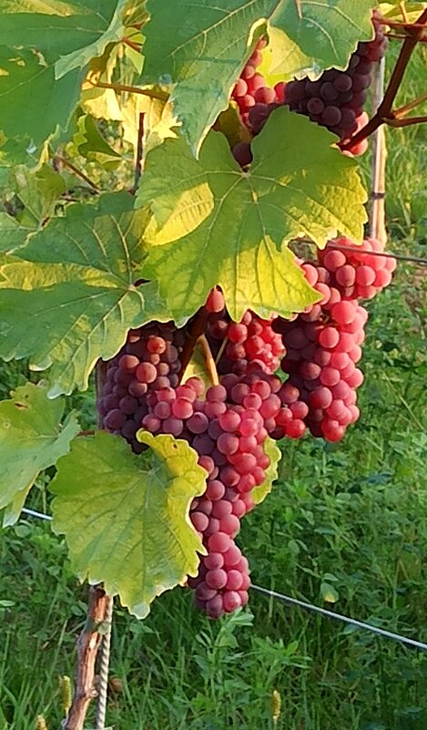 Пора виноградная - Lüdmila Bosova (infra-sound) Пора виноградная - Lüdmila Bosova (infra-sound)