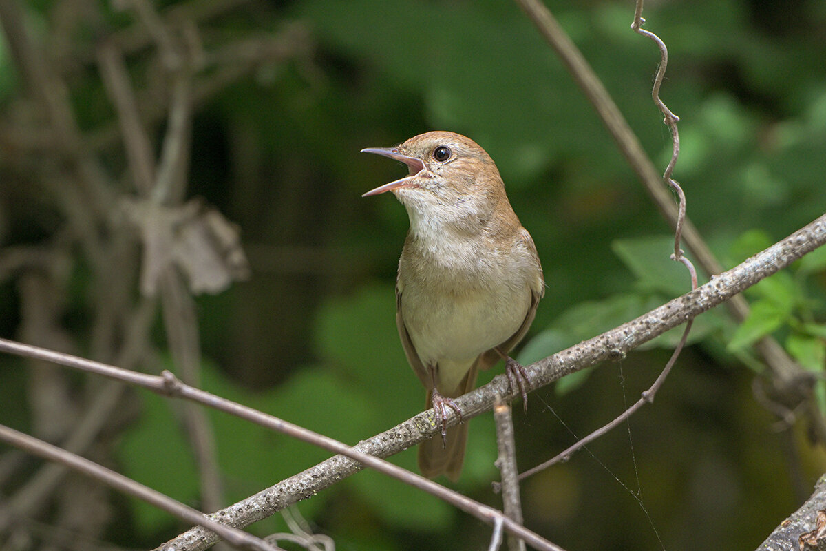 Южный соловей - Maxim Lanin Южный соловей - Maxim Lanin