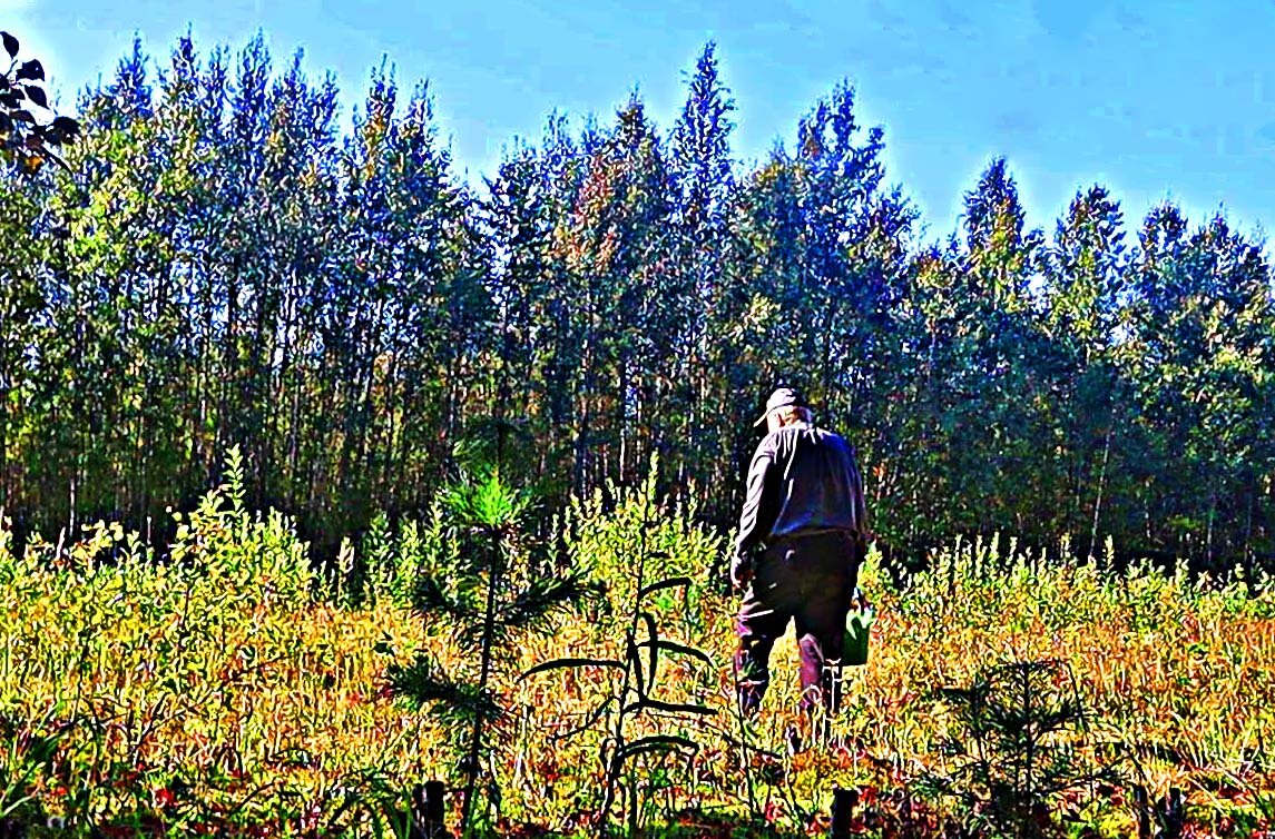 Сентябрь...За  белым грибом! - Владимир 