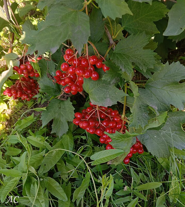 «Осень-припасиха» - Любовь Сахарова «Осень-припасиха» - Любовь Сахарова