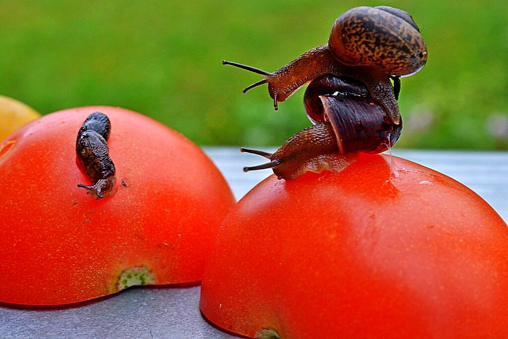 Блииин, так она же голая... )) - Владимир Хиль