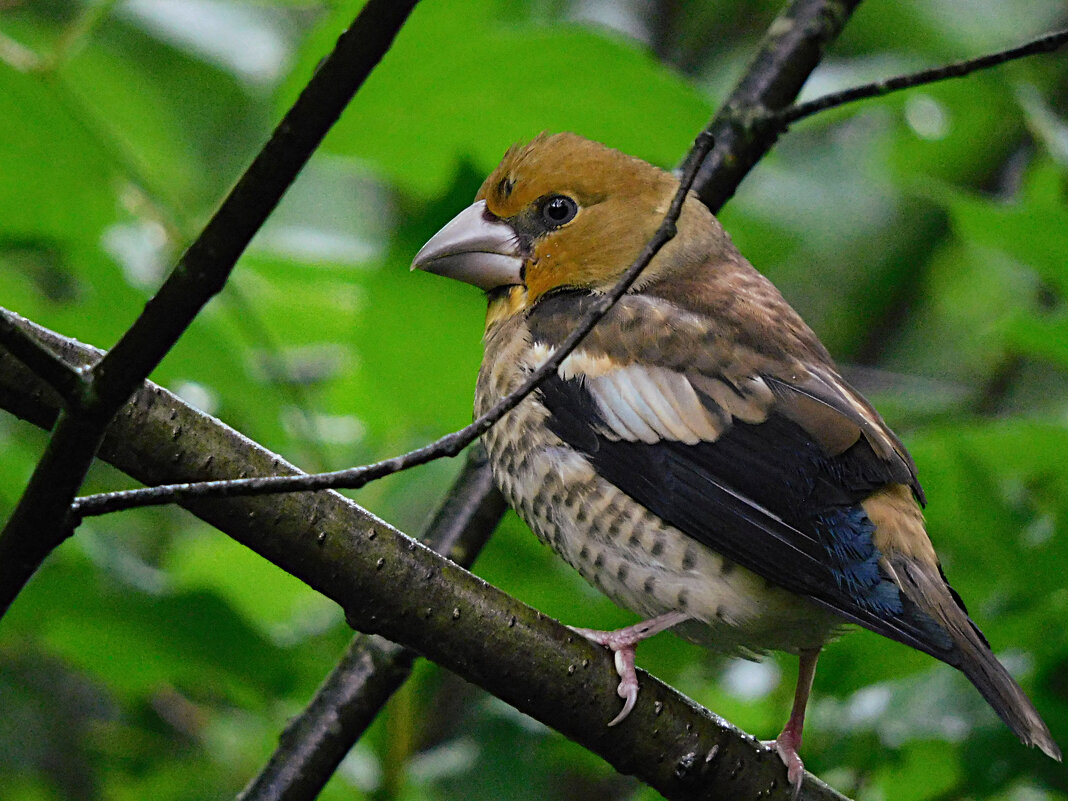 Молодой дубонос - Лина Молодой дубонос - Лина