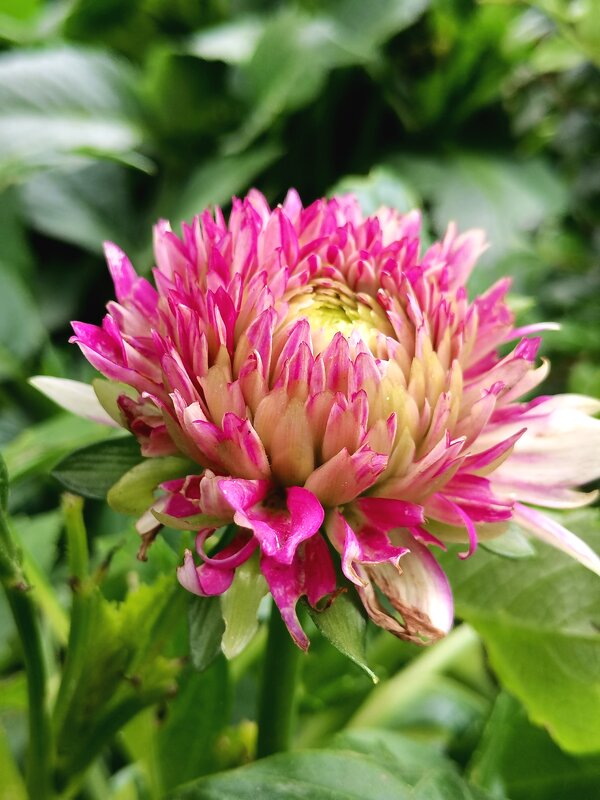 Цветы - Любимова Ольга 