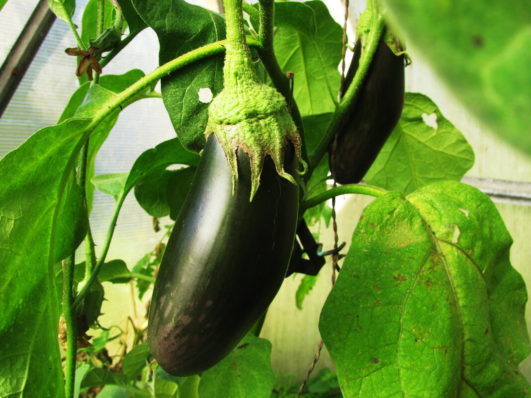 Ещё радуют баклажаны - Людмила Смородинская Ещё радуют баклажаны - Людмила Смородинская