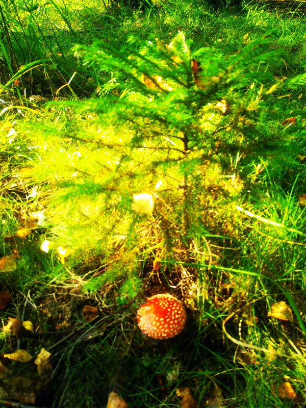 ** - Сергей Кочнев