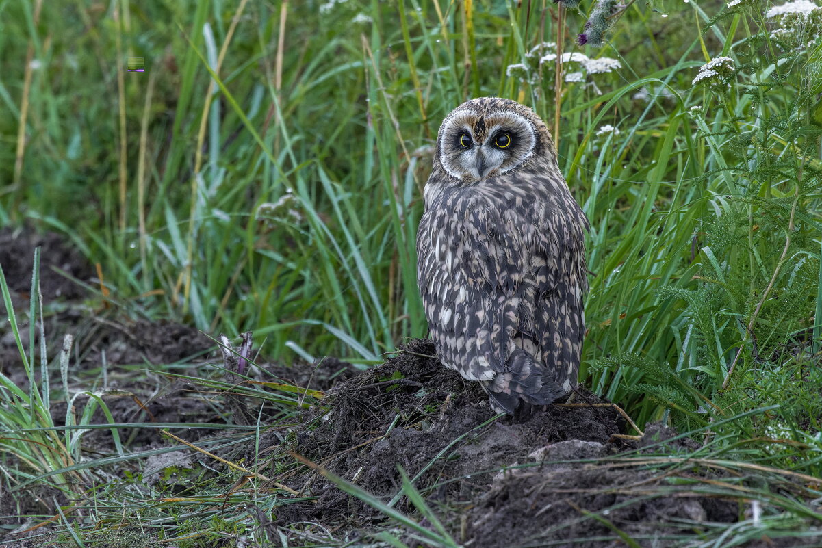 птенец болотной совы - юрий макаров