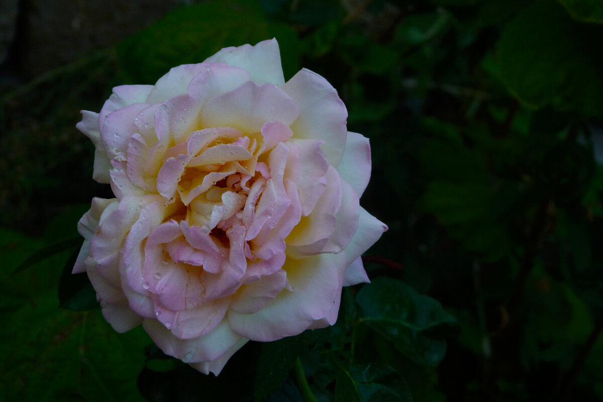 Глория  Дей - Валентин Семчишин