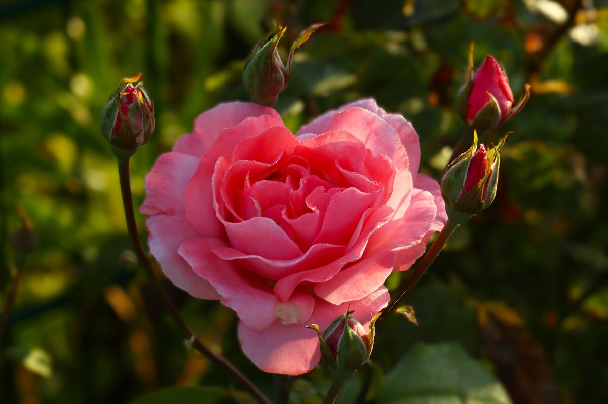 Доброе утро - Юрий. Шмаков