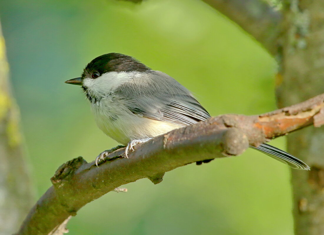 гаичка черноголовая - Andrey Bragin 