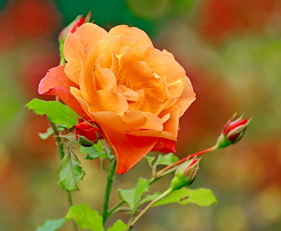 краски осени - Andrey Bragin 