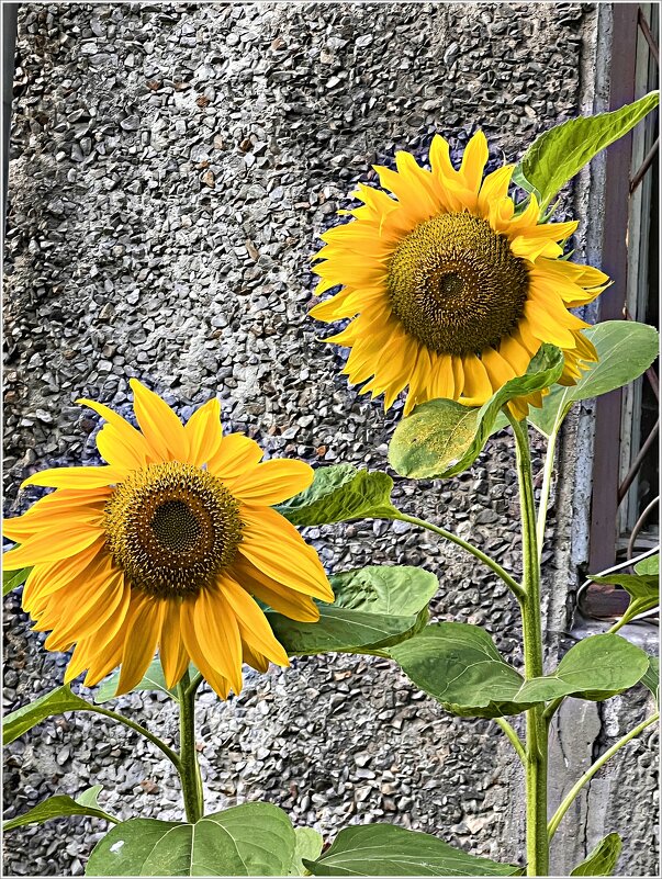 Городские цветы. - Валерия Комова