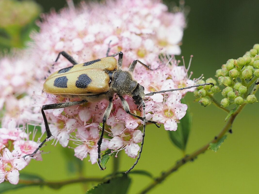 Из жизни насекомых. - Евгений Седов