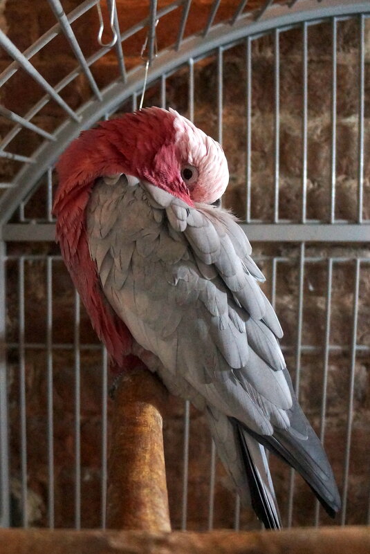 Кеша - zavitok *