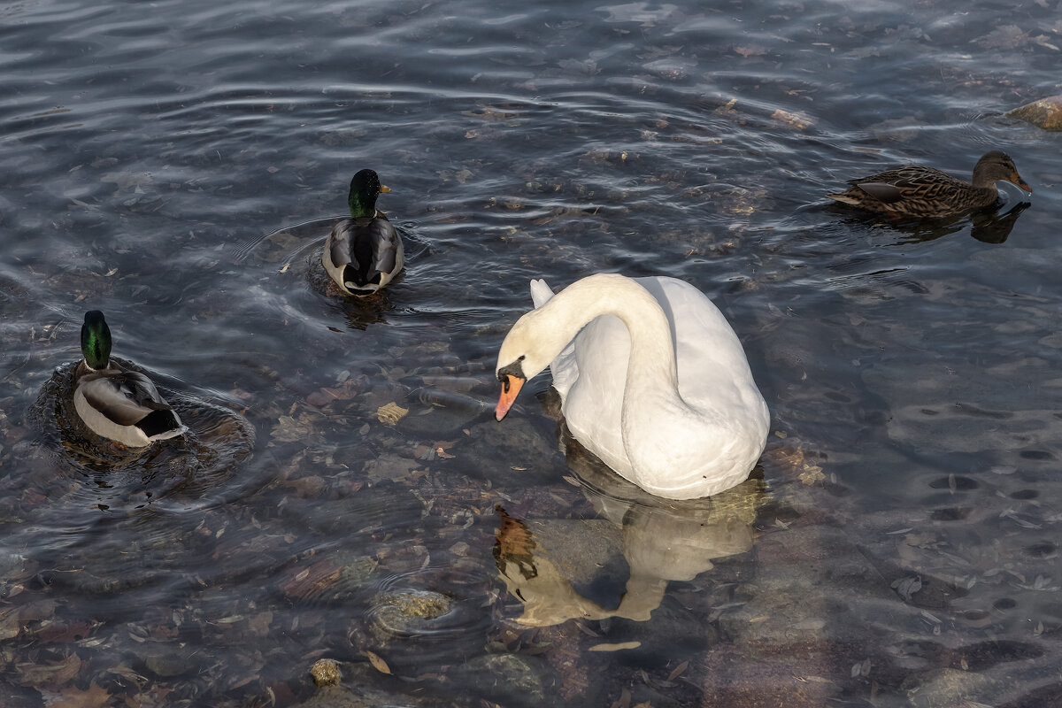 Про сентябрь - Владимир Колесников