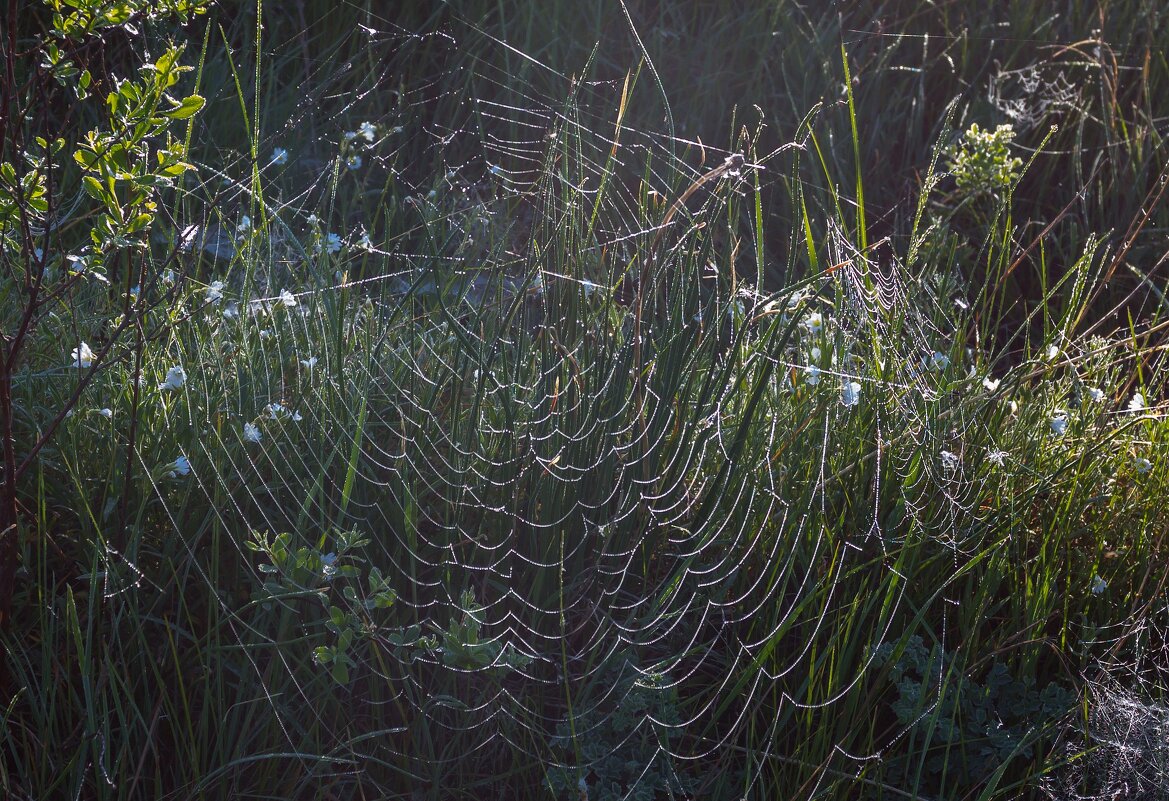 Паутинка. - Алексей Трухин