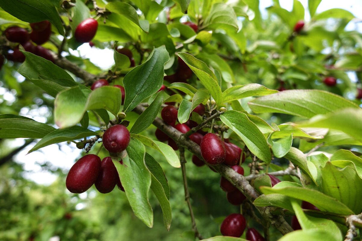 Кизил спеет... - Галина 