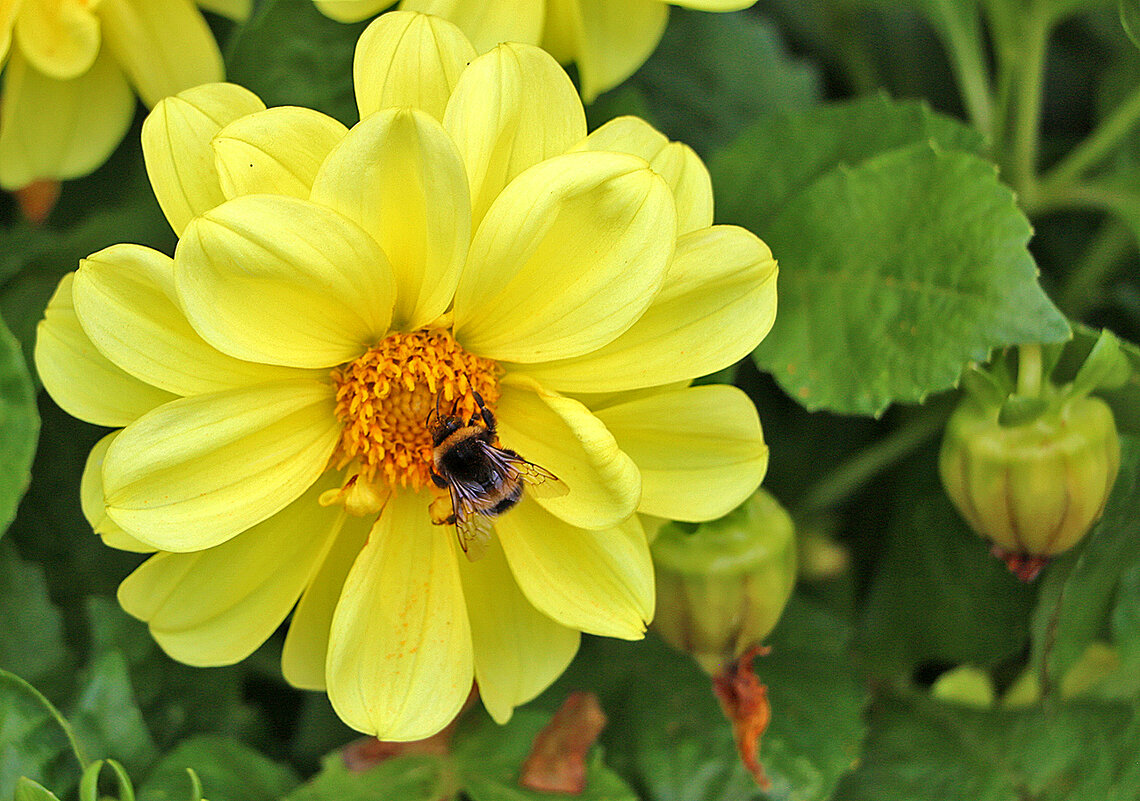 *** - Светлана 